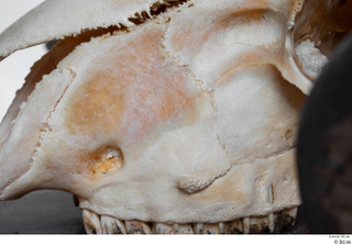 Skull Mouflon Ovis orientalis head skull 0021.jpg